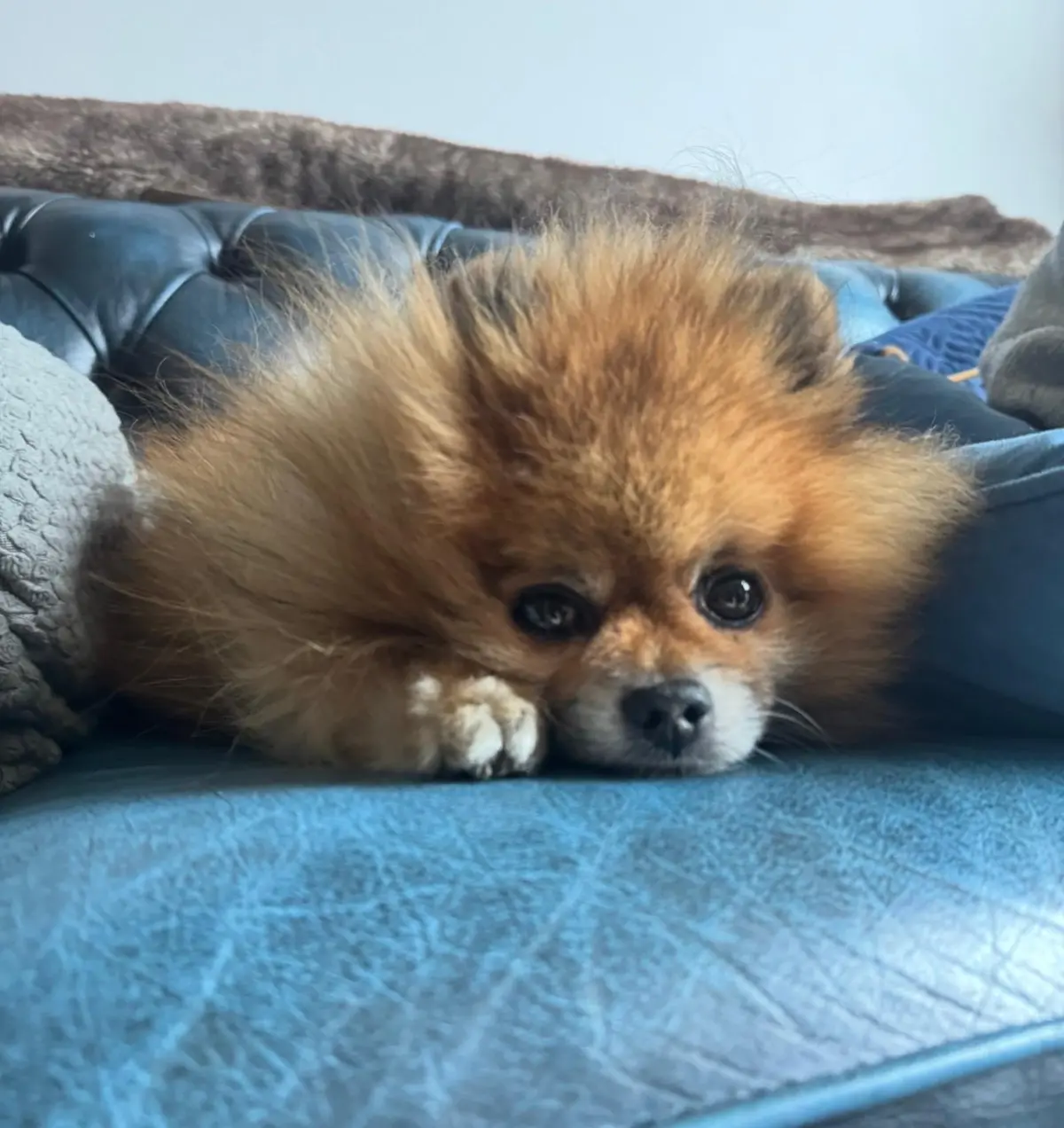 The 3-3-3 Rule: What Every New Dog Owner Needs to Know